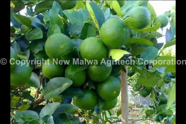 organic certified virucide for mosaic virus in papaya in india